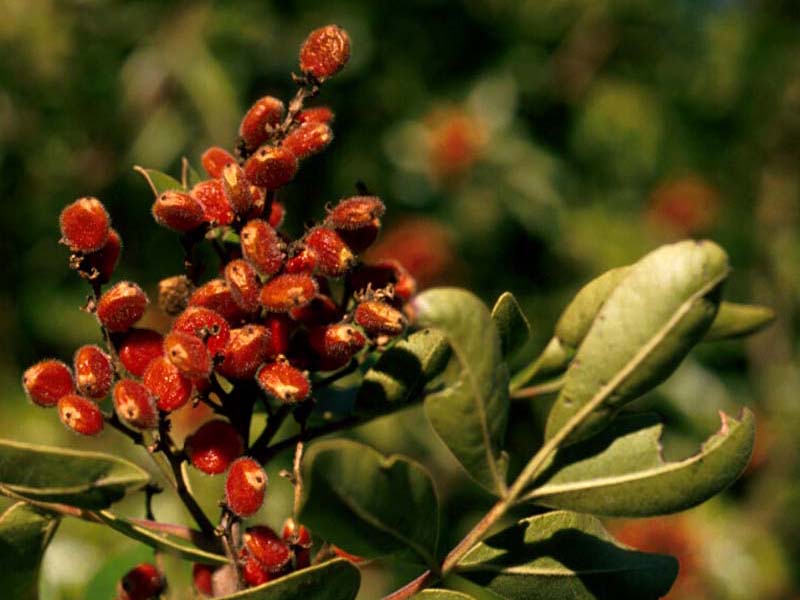 Find plants Evergreen Sumac